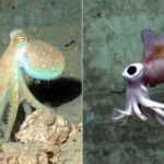 octupus vs squid