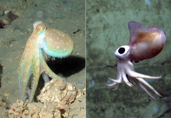 octupus vs squid